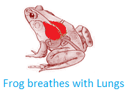 Frog Breathes with Lungs