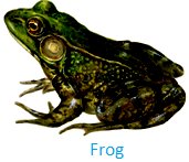 Animals Living on both Land and Water | Amphibians | Aquatic Animals Animals Living on both Land and Water | Amphibians | Aquatic Animals