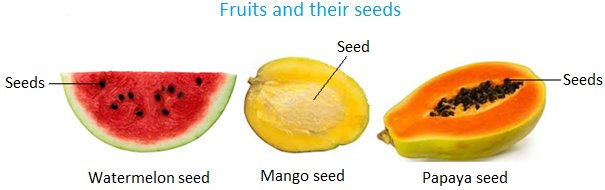 Some of the fruits which contain seeds are mango, apple, orange, watermelon and papaya.