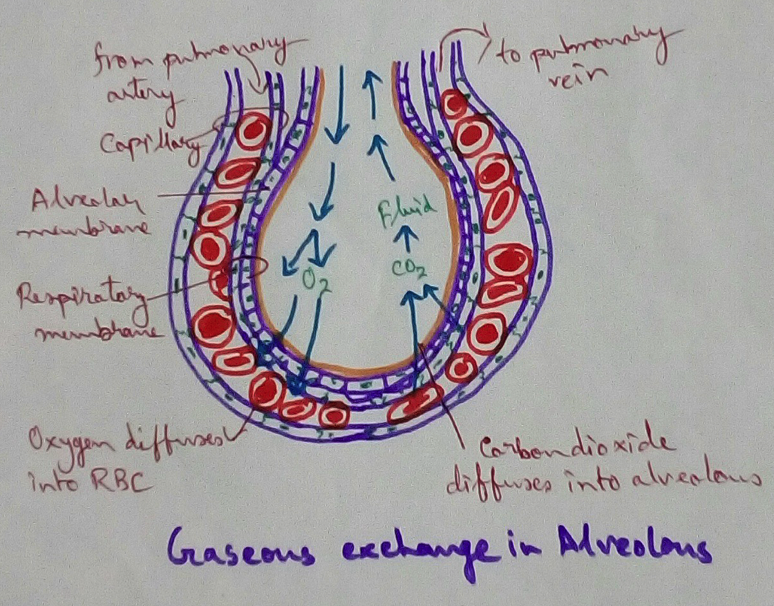 Gaseous Exchange in Alveolus