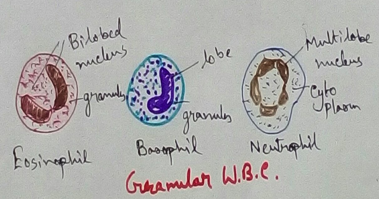 Granular WBC