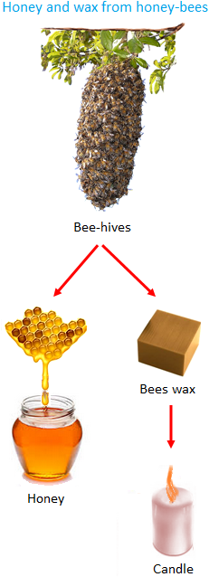 Honey and Wax from Honey Bees