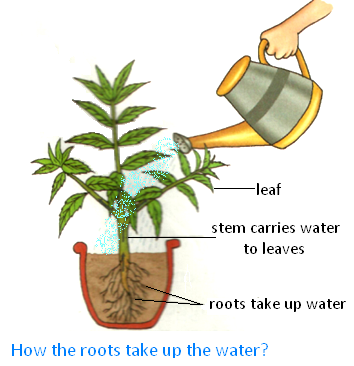 How the Root take up the Water?