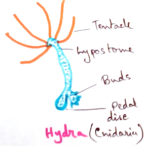 Hydra