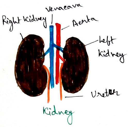 Kidney