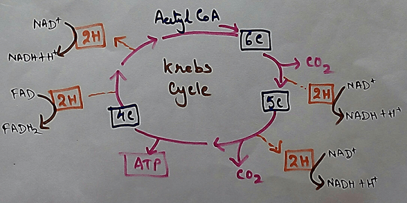 Krebs Cycle