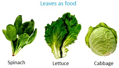 Leaves as Food