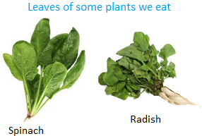 Leaves of some Plants we Eat