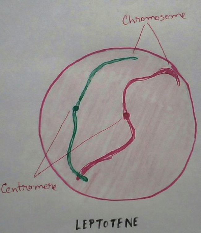 First meiotic division- Process of meiosis is start with the interphase like that of mitosis and DNA duplication takes place at the premeiotic “S” phase. The first meiotic division consists of prophase 1, pro metaphase1, metaphase 1, anaphase 1, telophase 1.