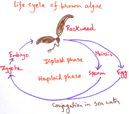 Life Cycle of Brown Algae