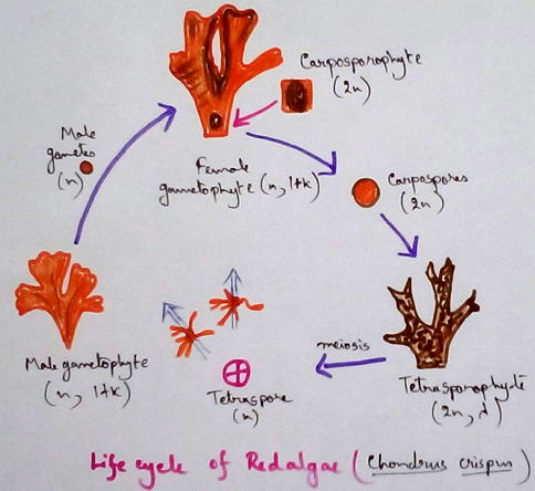 Life Cycle of Red Algae