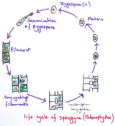 Life Cycle of Spirogyra