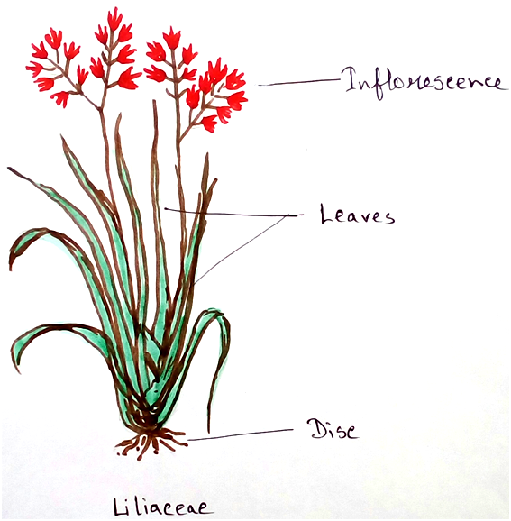 Liliaceae Family Plants