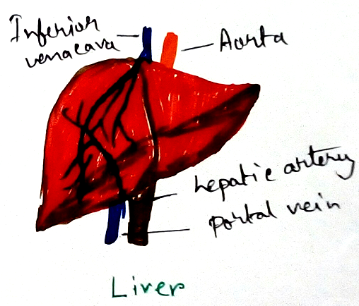 Liver