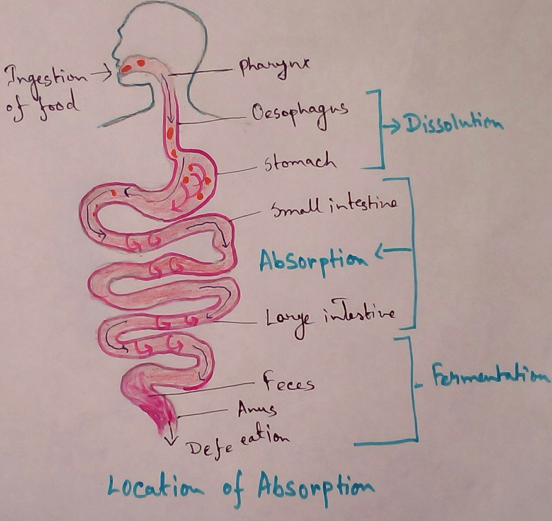 Location of Absorption