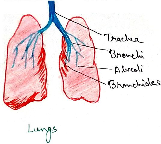 Lungs