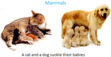 Animals that give Birth to Babies | Common Features of the Mammals
