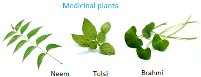 Medicinal Plants