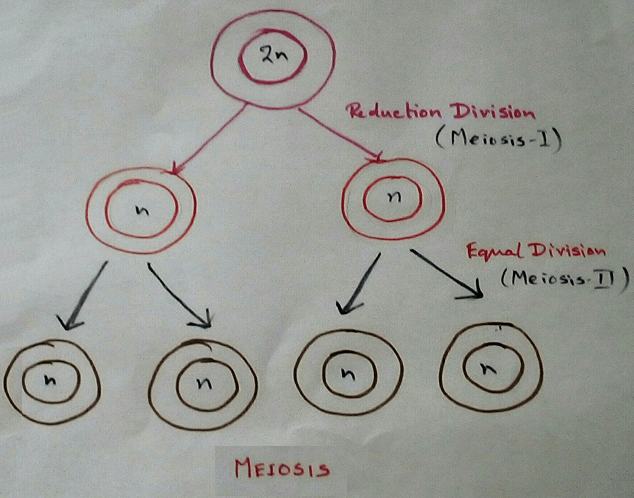 Meiosis is a complex cell division process in which the diploid number of chromosome of the mother cell is reduced to haploid number of chromosomes in the four daughter cell. 