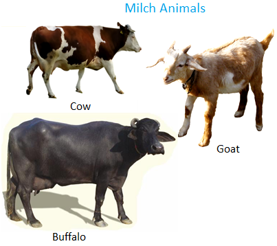 Milch Animals