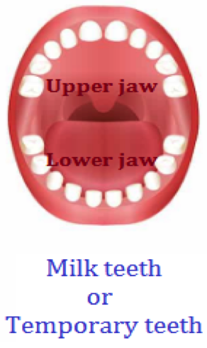 Milk Teeth or Temporary Teeth