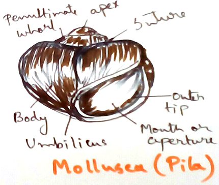 Mollusca