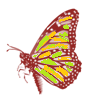 Morphology of a Butterfly