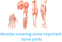 Muscles Cover the Joints