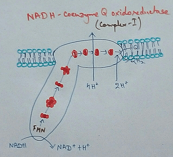 NADH Coenzyme Q Oxidoreductase