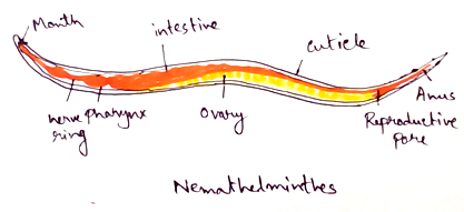 Nematoda