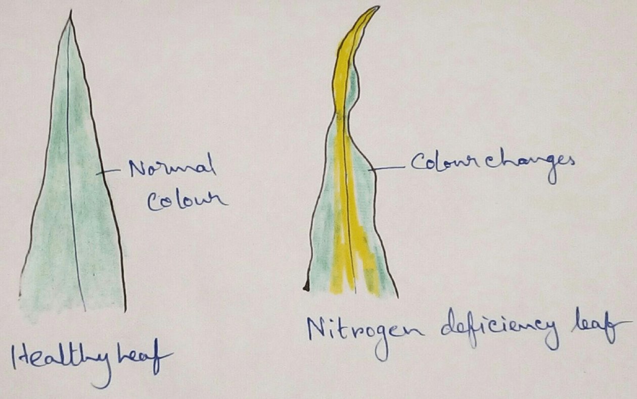 Nitrogen Deficiency Leaf