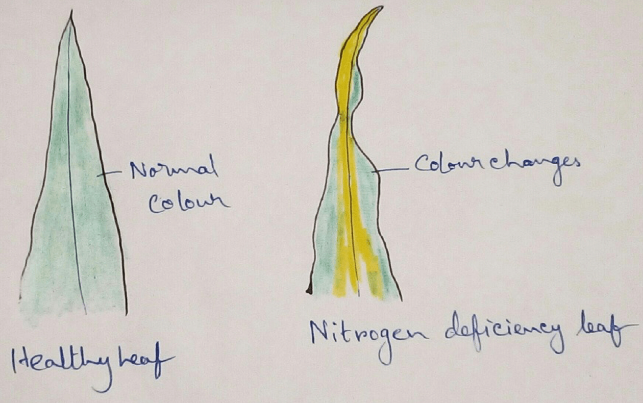 Terrestrial plants absorb the mineral requirements from the soil by the region of their roots that having young cells. The process of absorption of minerals can be passive or active. In passive transport of energy is not required by the transport system but in the active