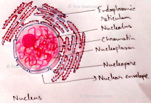 Robert Brown in 1831 first discovered a double membrane covered protoplasmic body that contains hereditary information. A cell usually contains a single nucleus (uninucleate, monokaryote).