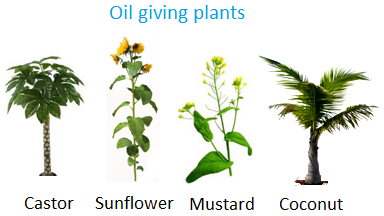 Oil giving Plants