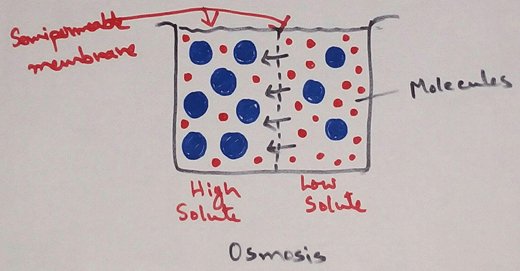 This is a physical phenomenon of net flow of solvent molecules from a solution of lower concentration to a solution of higher concentration through a semi permeable membrane (a membrane which allows only the solvent molecules and not the solute molecules