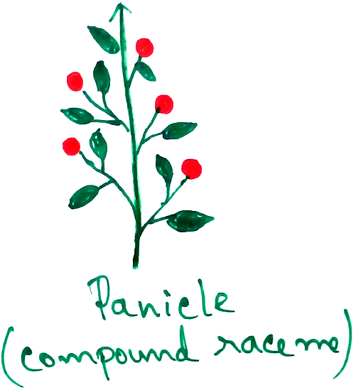 Panicle