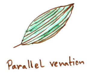 Parallel Venation