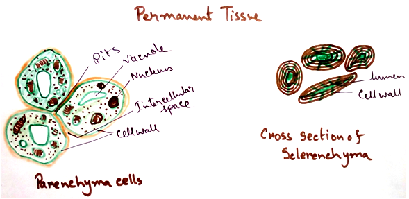 Permanent Tissues
