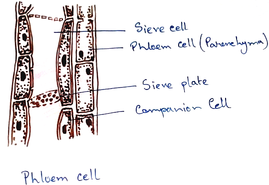 Phloem Cell