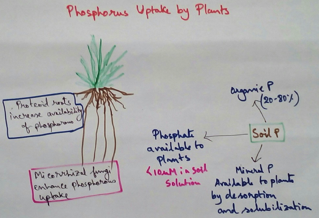 Phosphorus Uptake in Plants