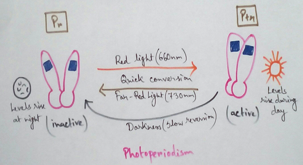 Photoperiodism