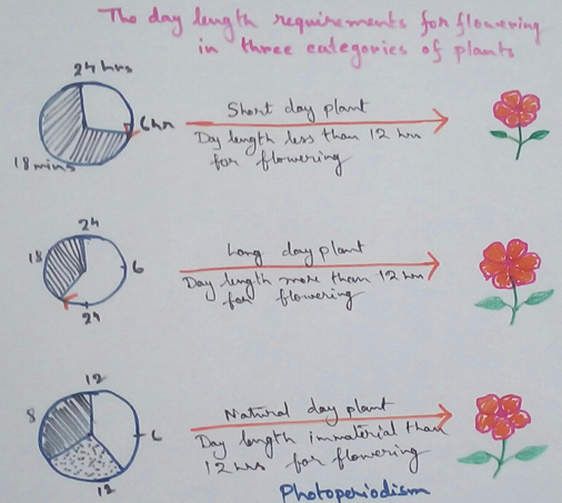 Photoperiodism