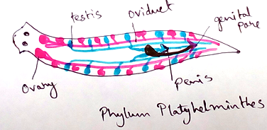 Platyhelminthes