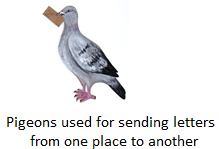 Pigeons used for Sending Letters