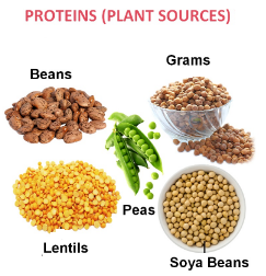 Plant Based Protein Products