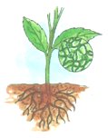 Plants Breathe through Stomata