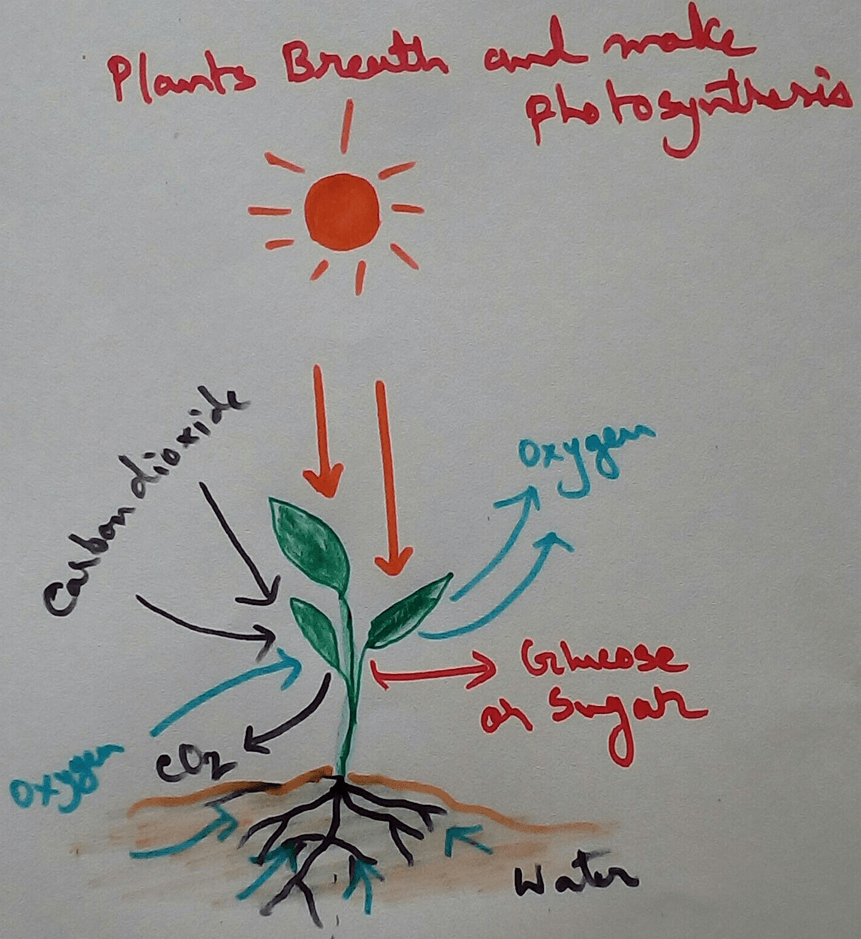 Green plants contain stomata in some cases mainly in Dicot leaves stomata are observed in the downloads layer of the leaf and in monocot stomata are observed on the both side of the leaf. Stomata contains a stomatal pore which opens and close according to the difference in