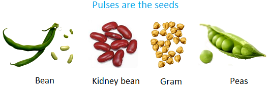 Pluses are the Seeds
