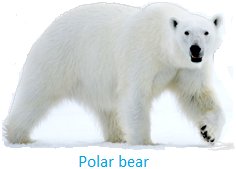 Polar Bear