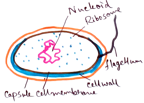 Prokaryotic Cell